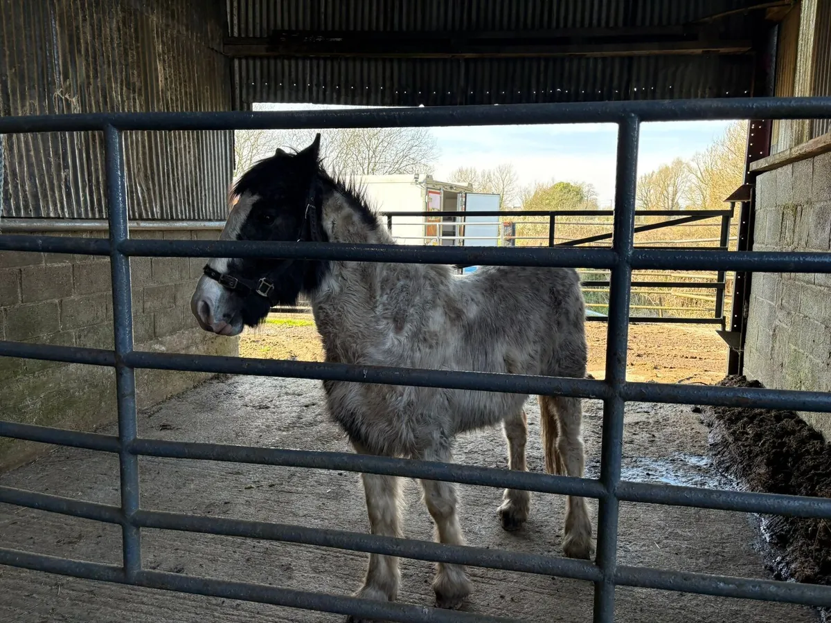Rising 2 Yr old coloured colt - Image 2
