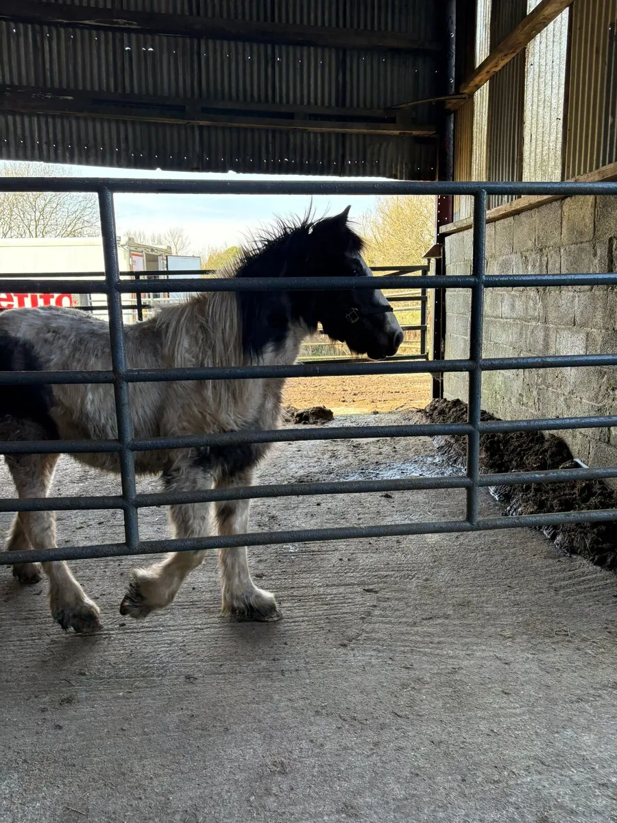 Rising 2 Yr old coloured colt - Image 3