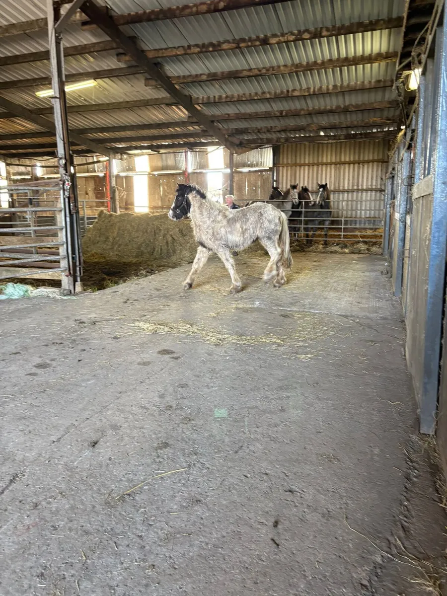 Rising 2 Yr old coloured colt - Image 4