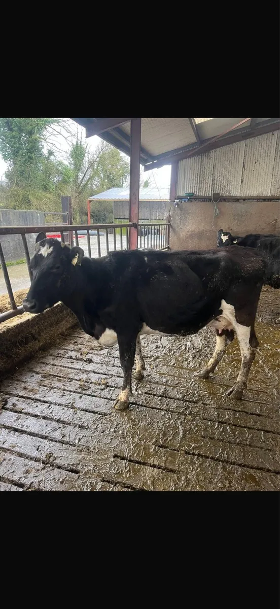 4 dairy cows - Image 1