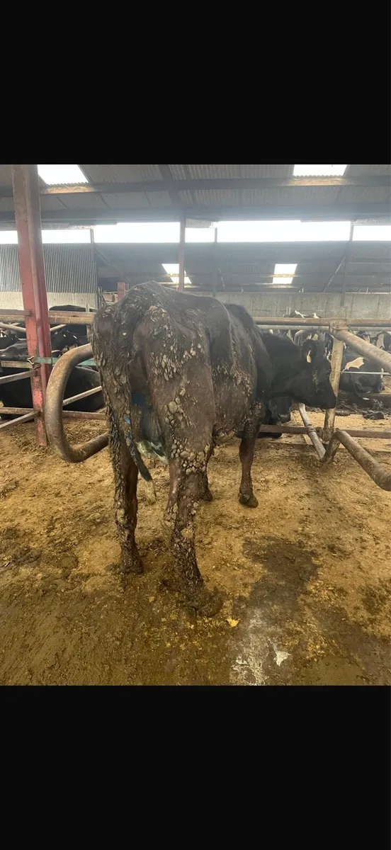 4 dairy cows - Image 2