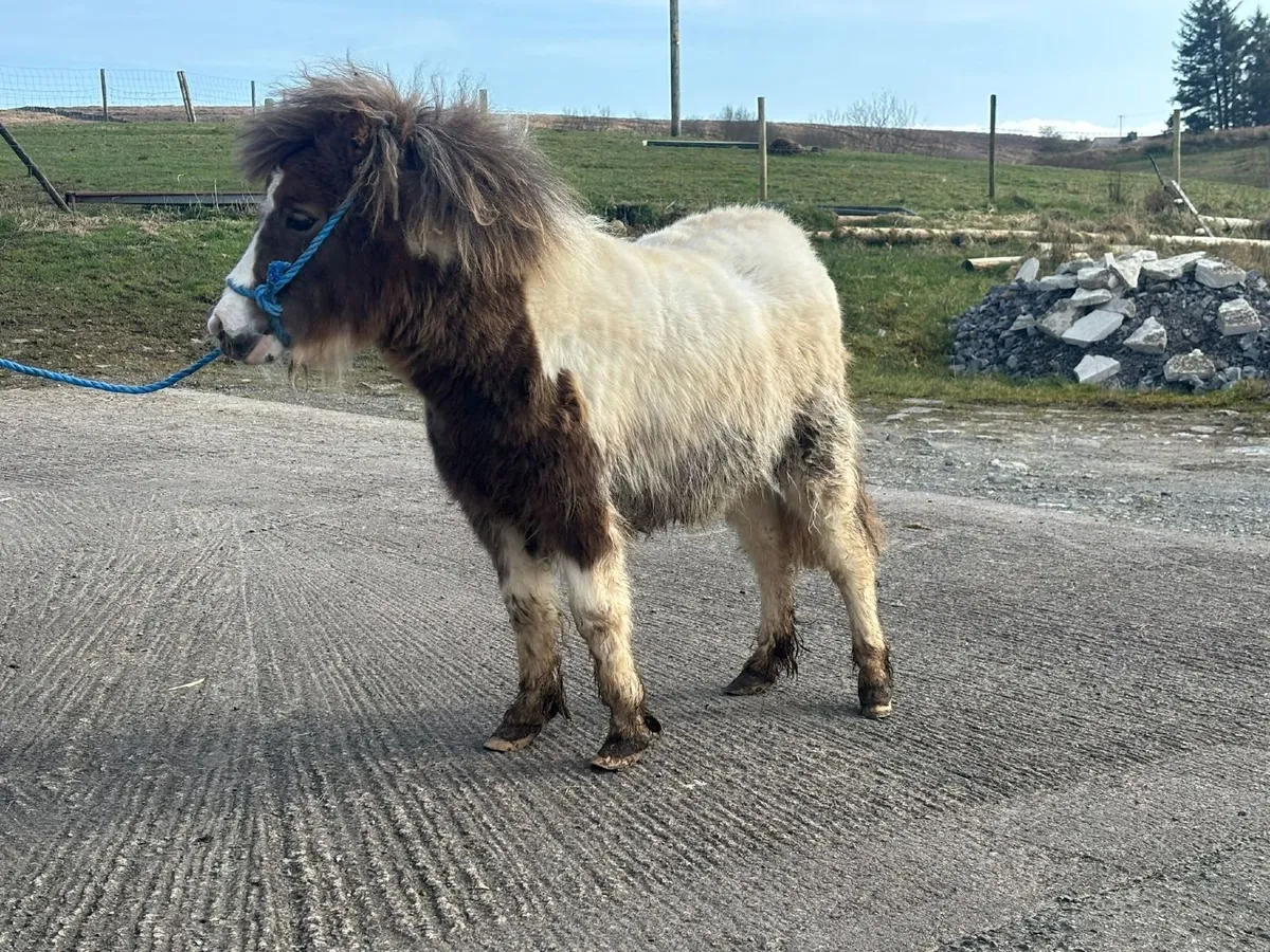 Shetland pony - Image 3