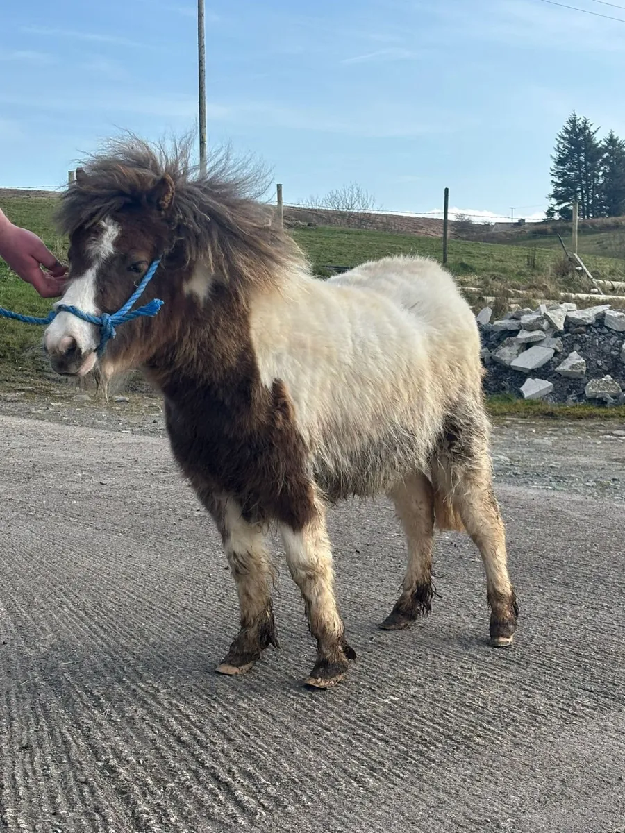 Shetland pony - Image 1