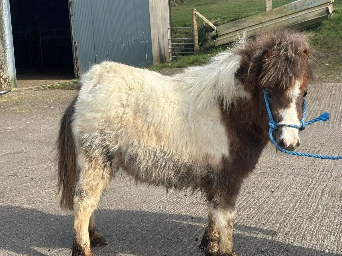 Shetland pony - Image 2