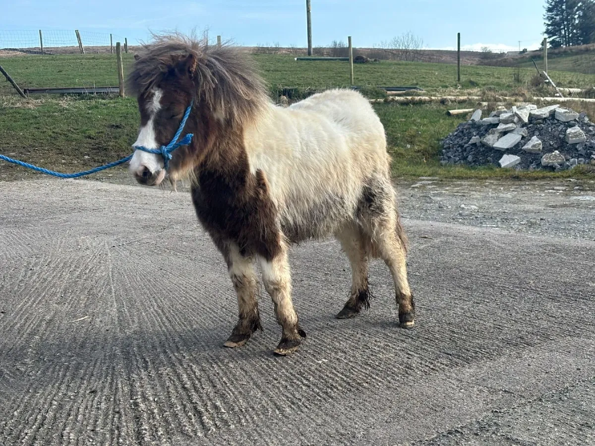 Shetland pony - Image 4