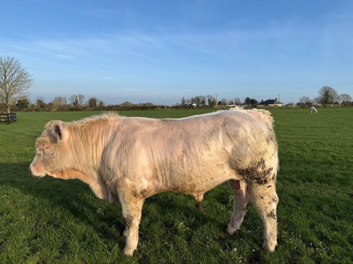 5 star Purebred Charolais Bull - Image 1