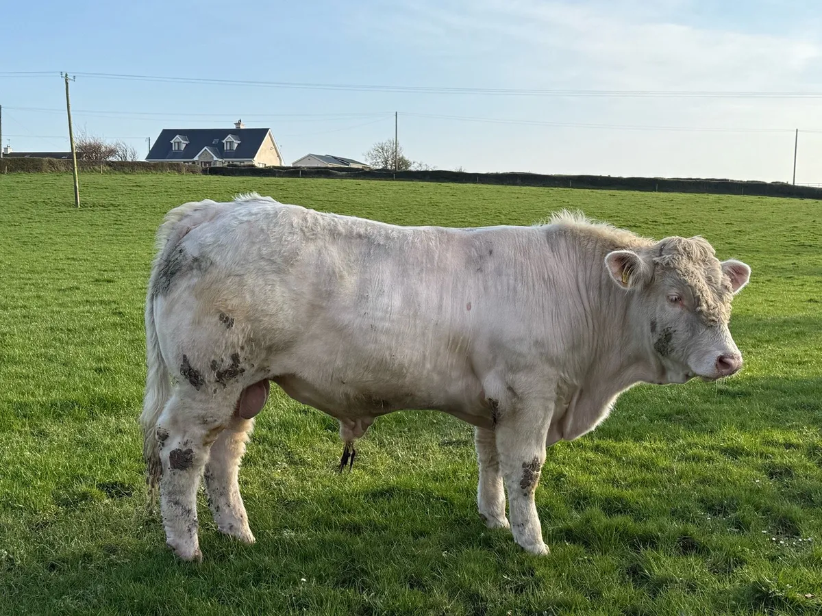 5 star Purebred Charolais Bull - Image 2