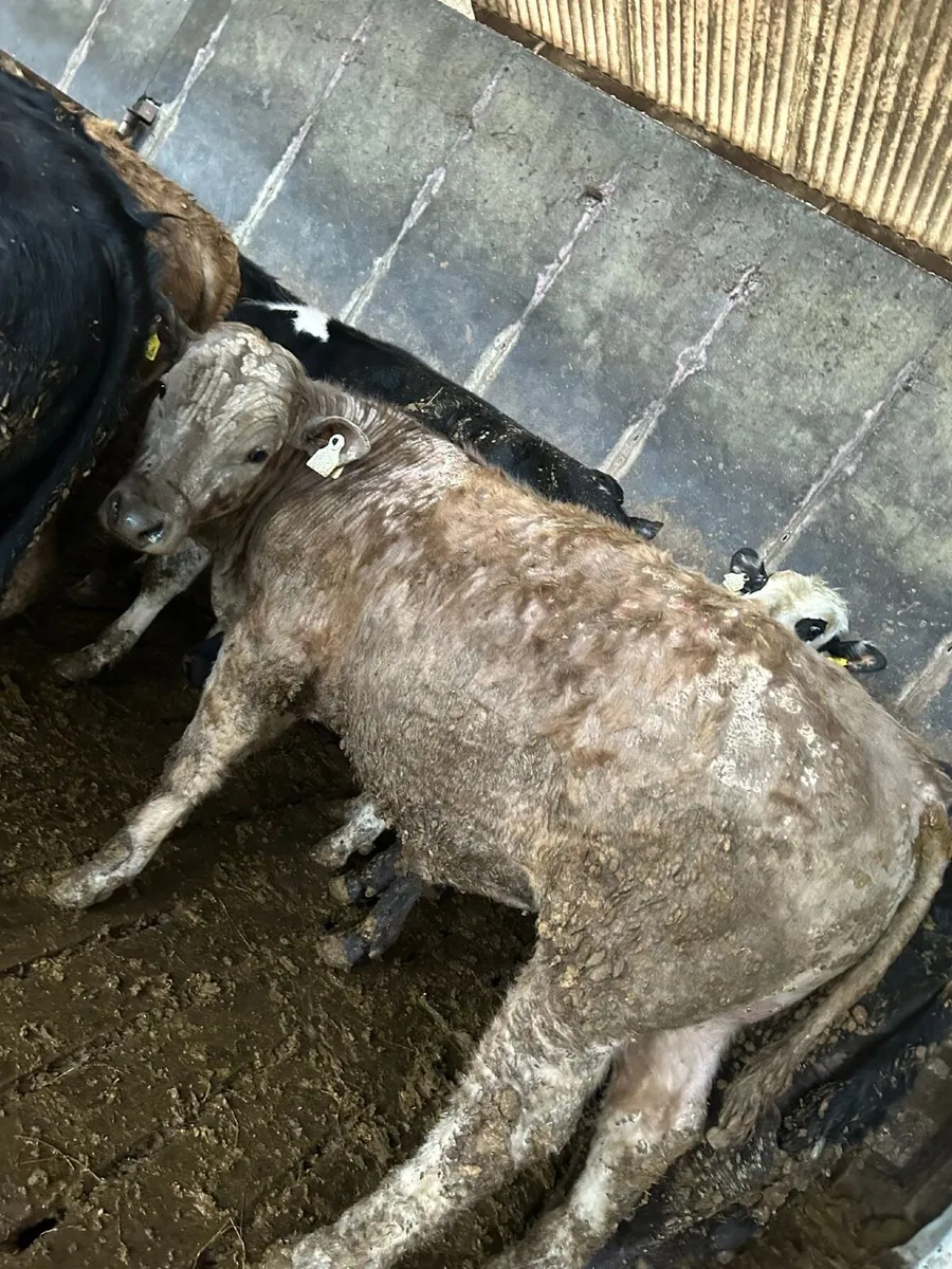 Weanling bulls for sale - Image 3