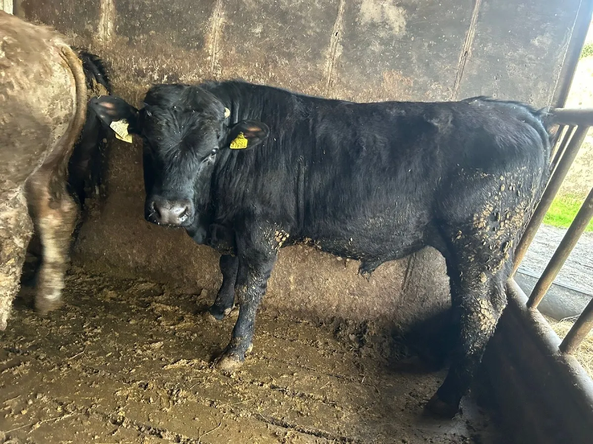 Weanling bulls for sale - Image 1
