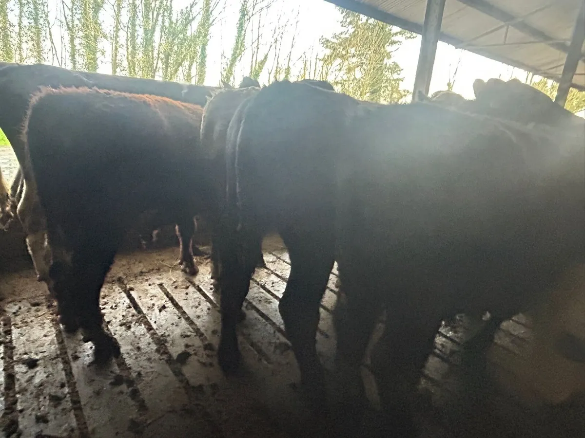 Weanling bulls for sale - Image 2