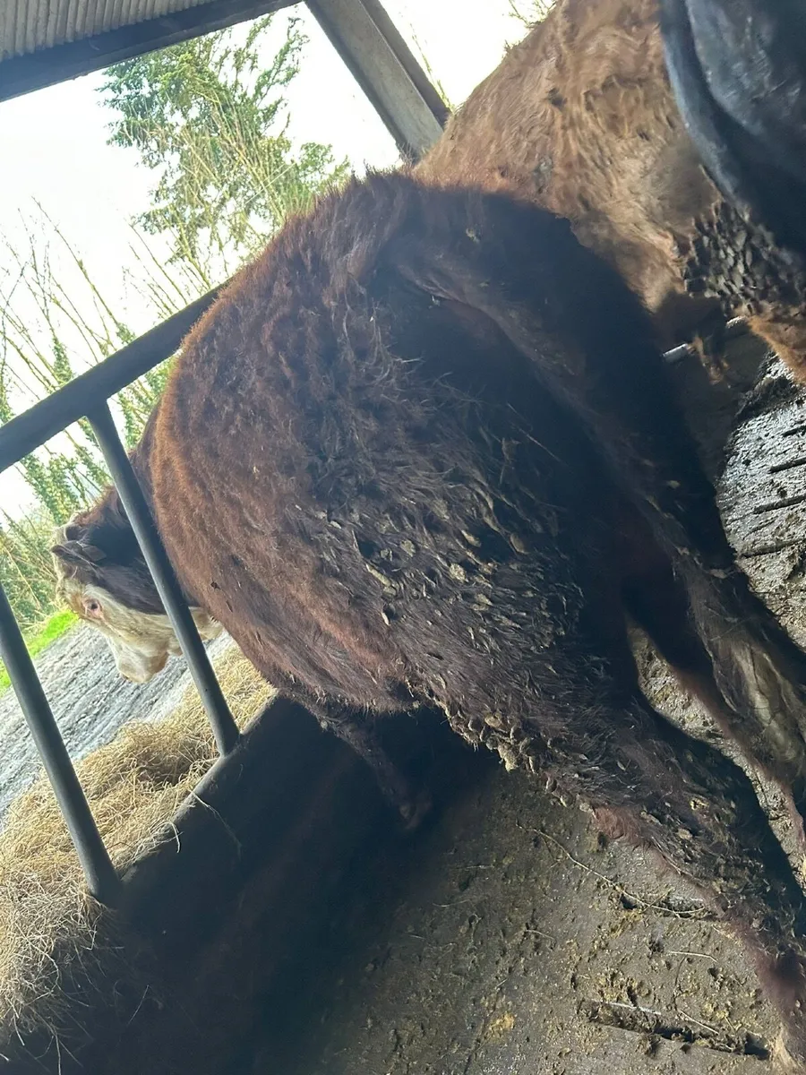 Weanling bulls for sale - Image 4