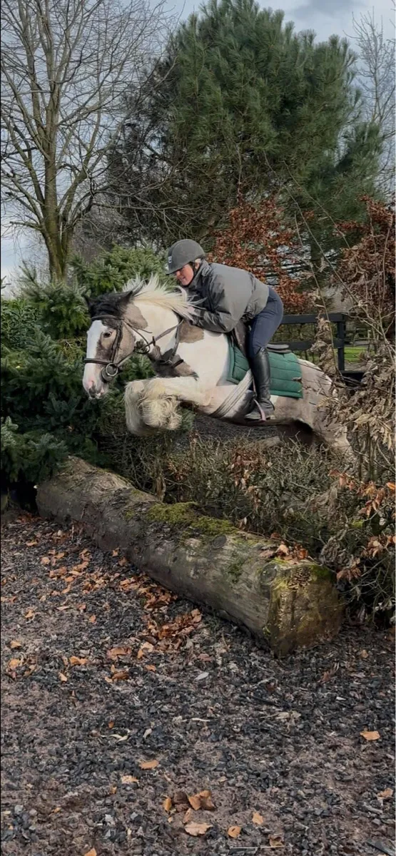 Cob mare - beautiful dun and white - Image 1