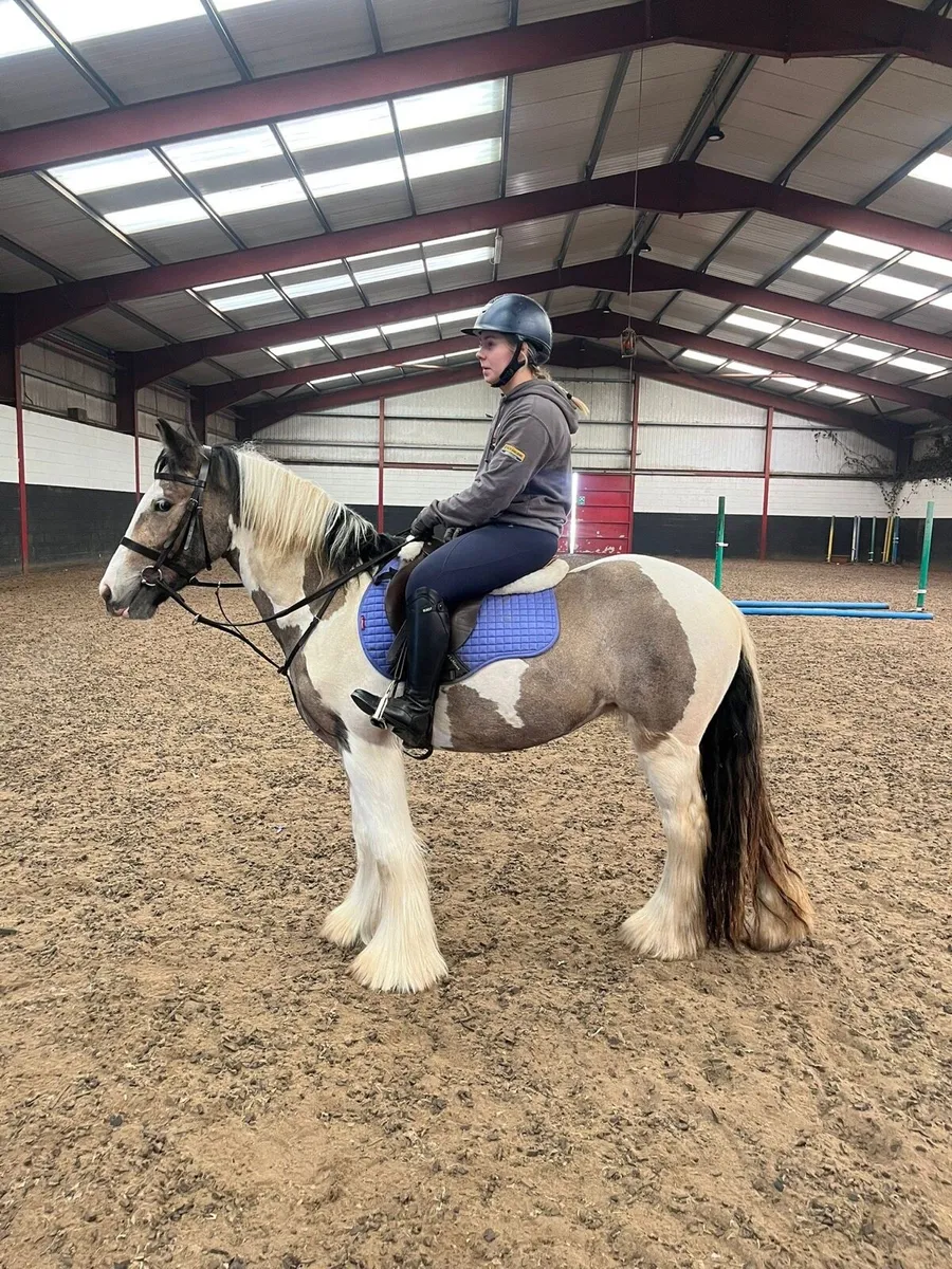 Cob mare - beautiful dun and white - Image 3