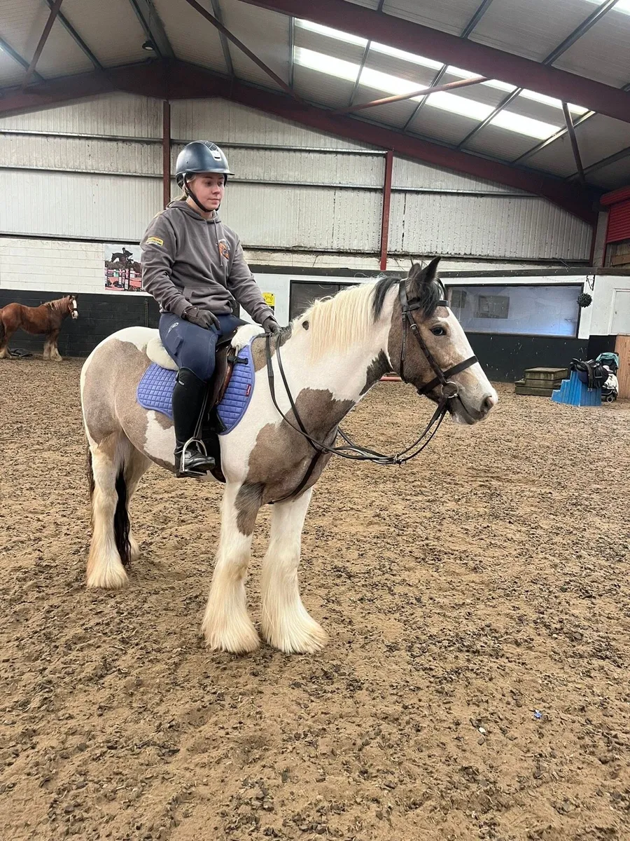 Cob mare - beautiful dun and white - Image 2
