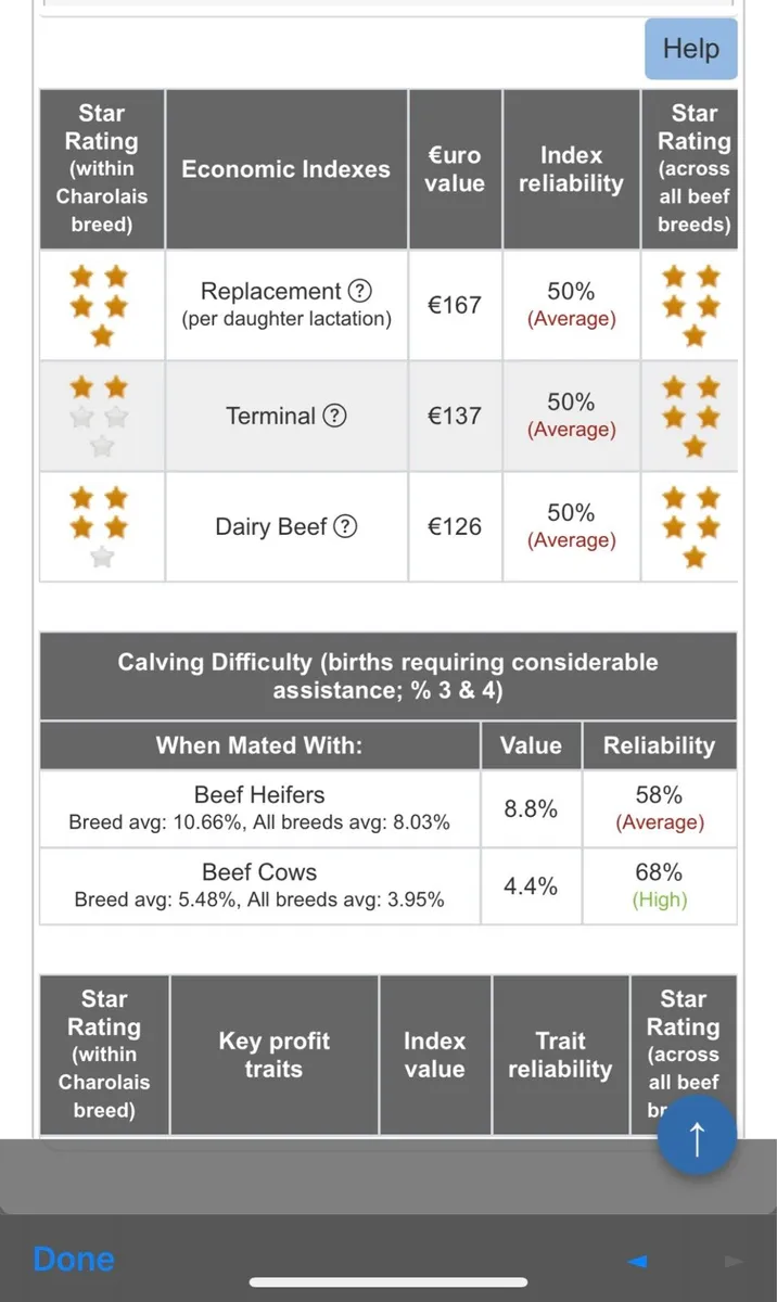 5 star Purebred Charolais Bull - Image 4