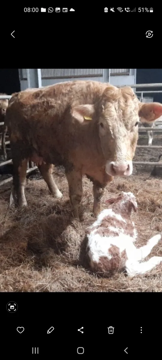 Charolais cow and calf - Image 1