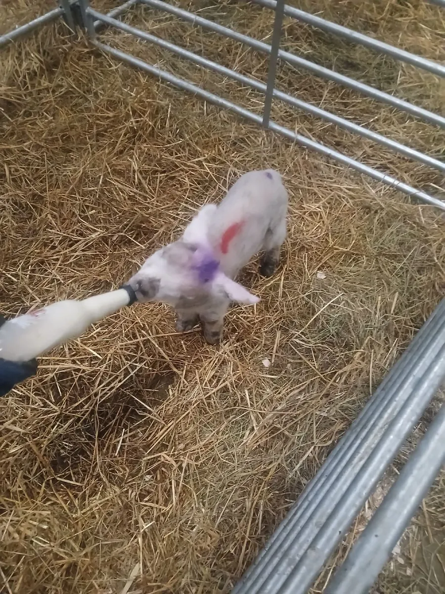 Lamb for sale - Image 2