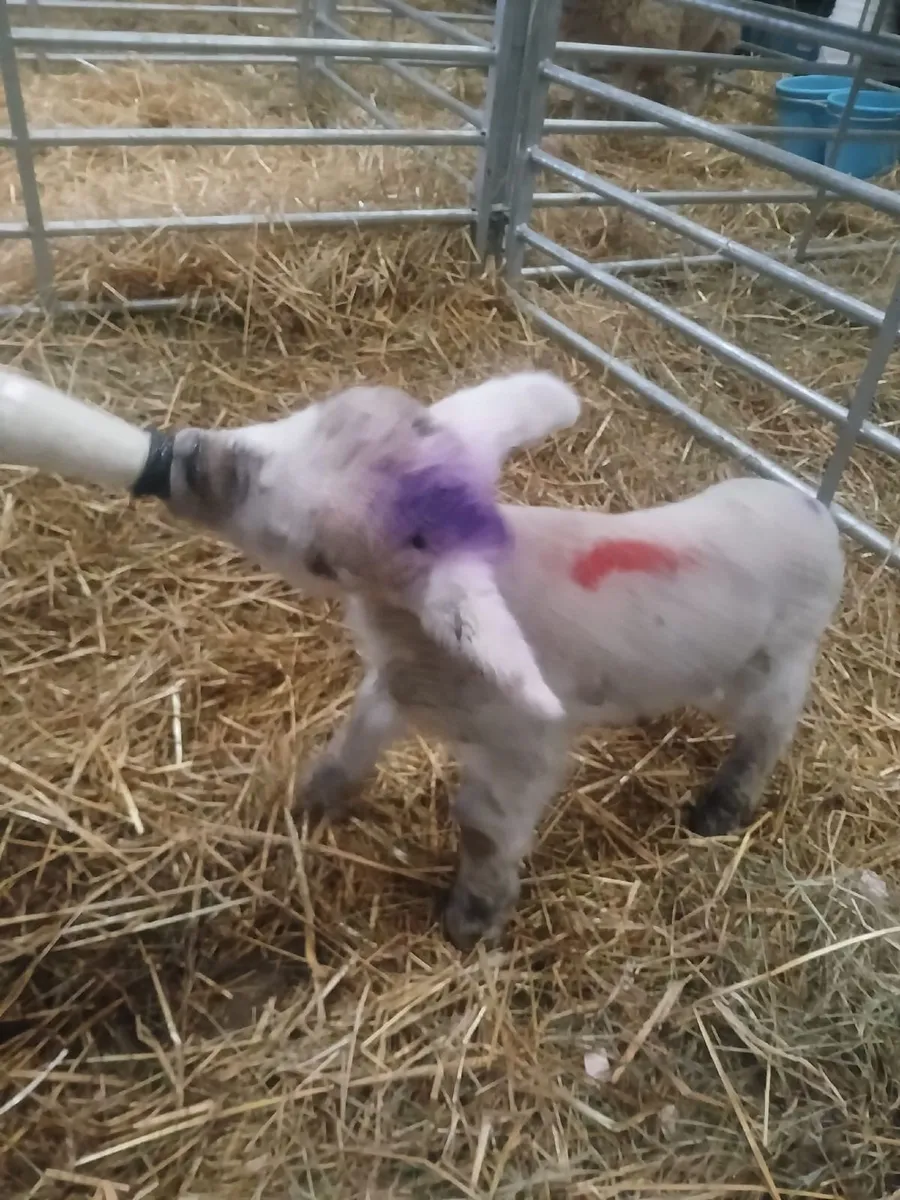 Lamb for sale - Image 1