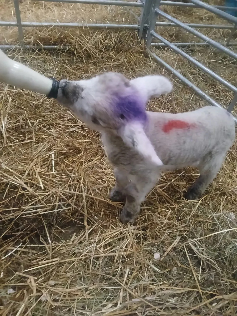 Lamb for sale - Image 3