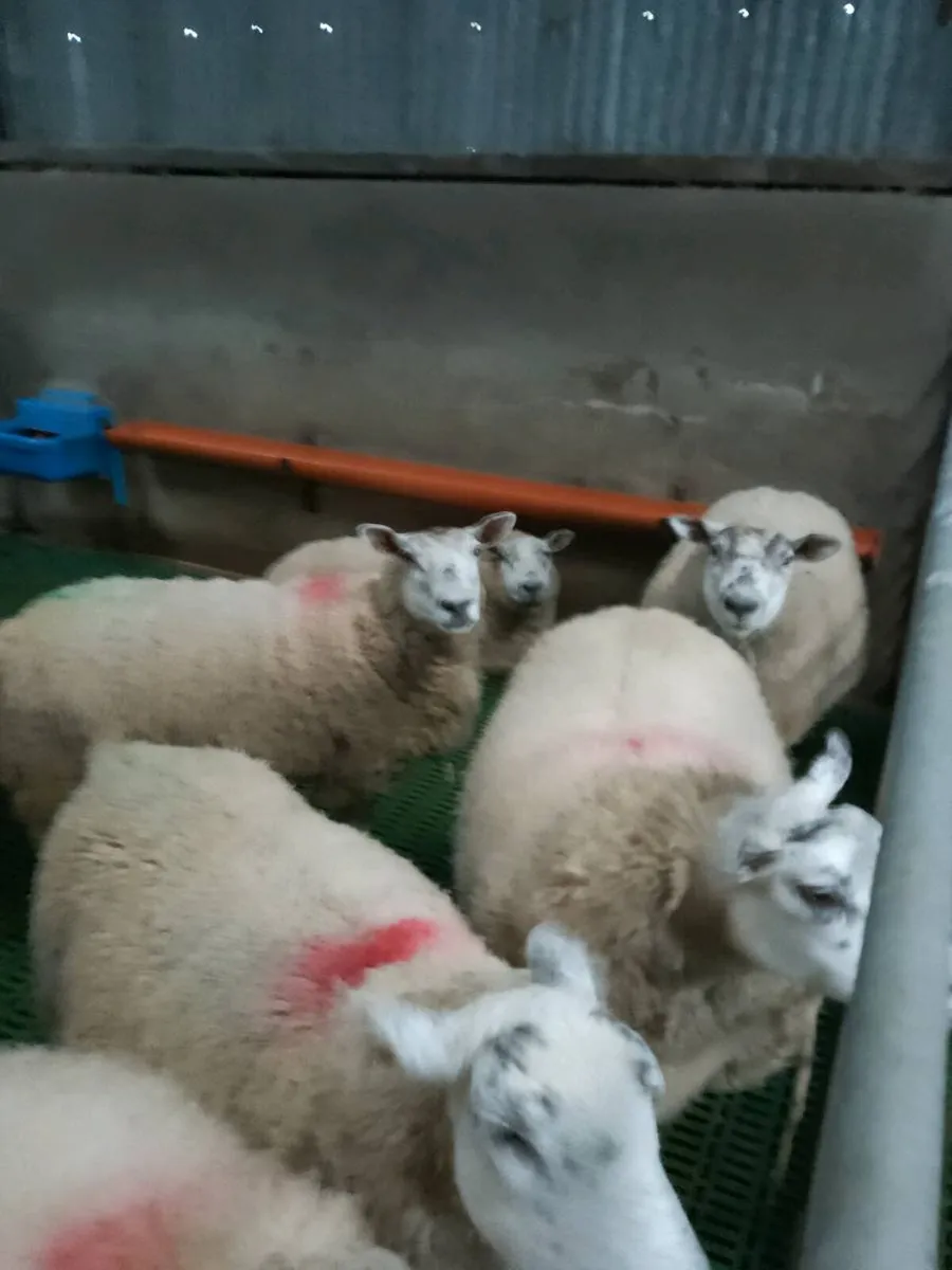 Springing Ewes - Image 2