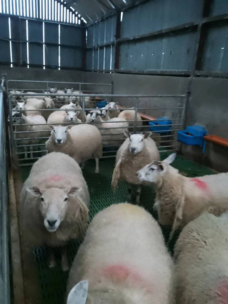 Springing Ewes - Image 1