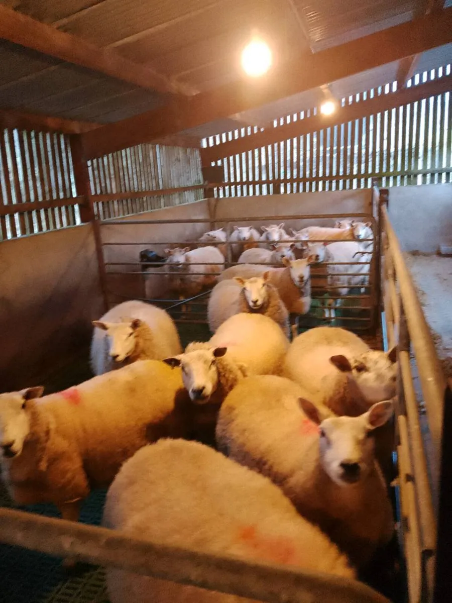 Springing Ewes - Image 3