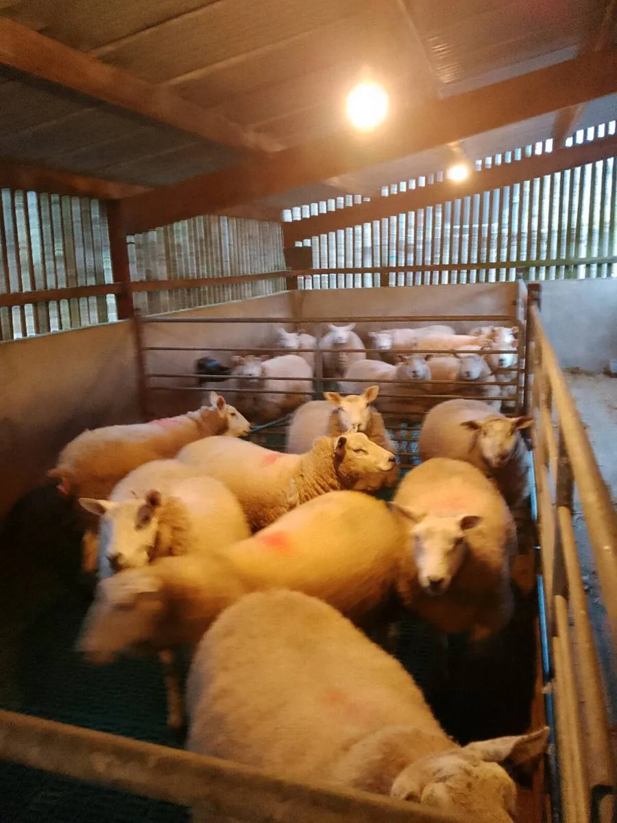 Springing Ewes - Image 4