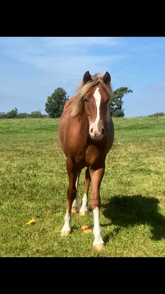 Connermara x - Image 3