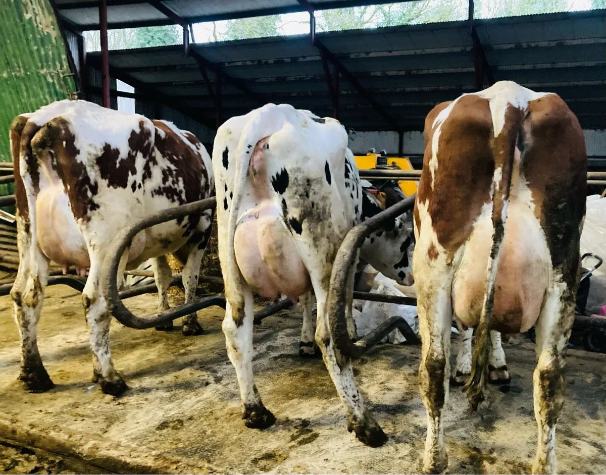 Special Entry Omagh Mart 23rd March - Image 1