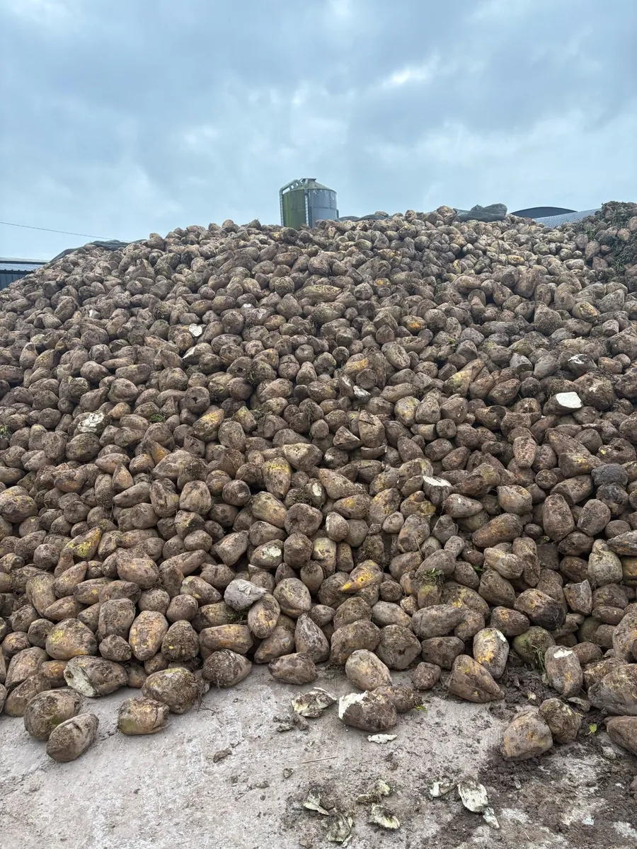 Fodder beet - Image 2