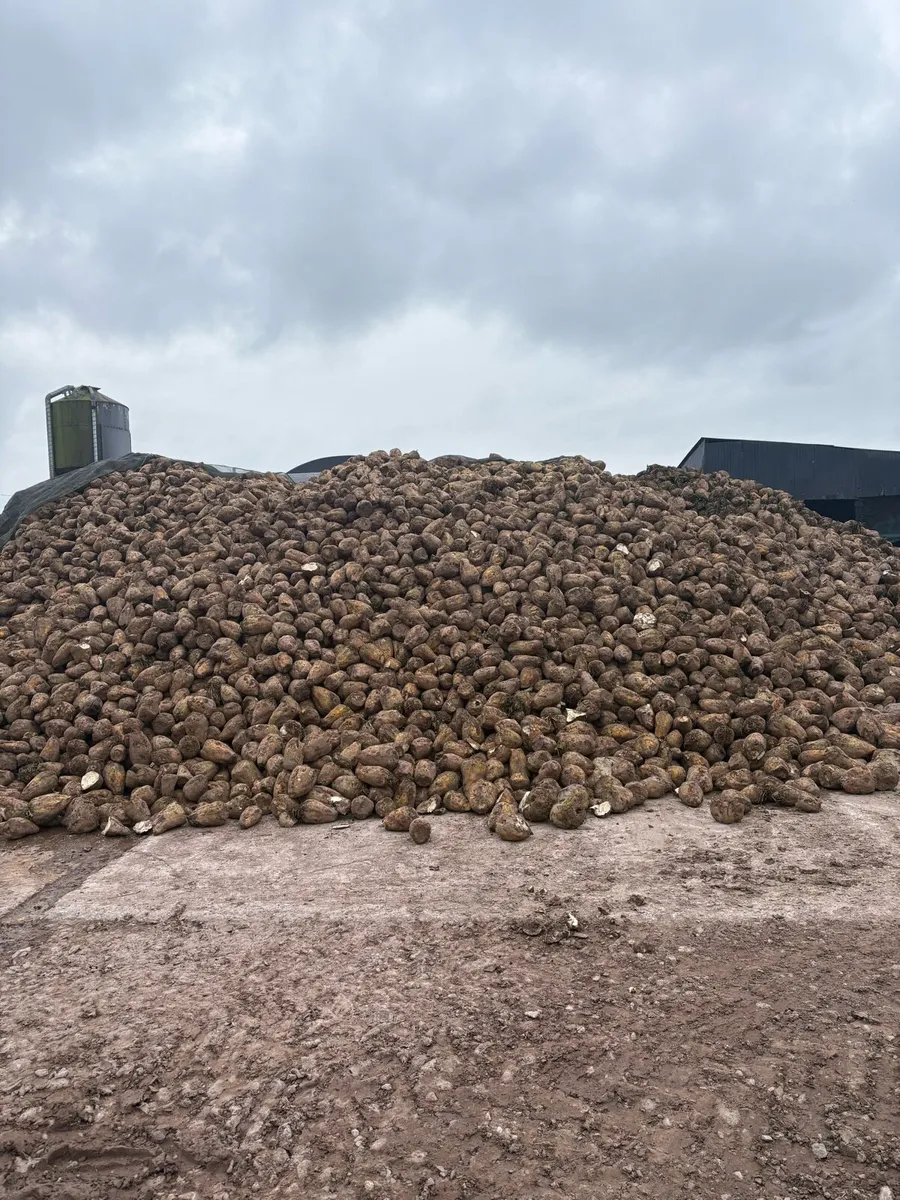 Fodder beet - Image 1