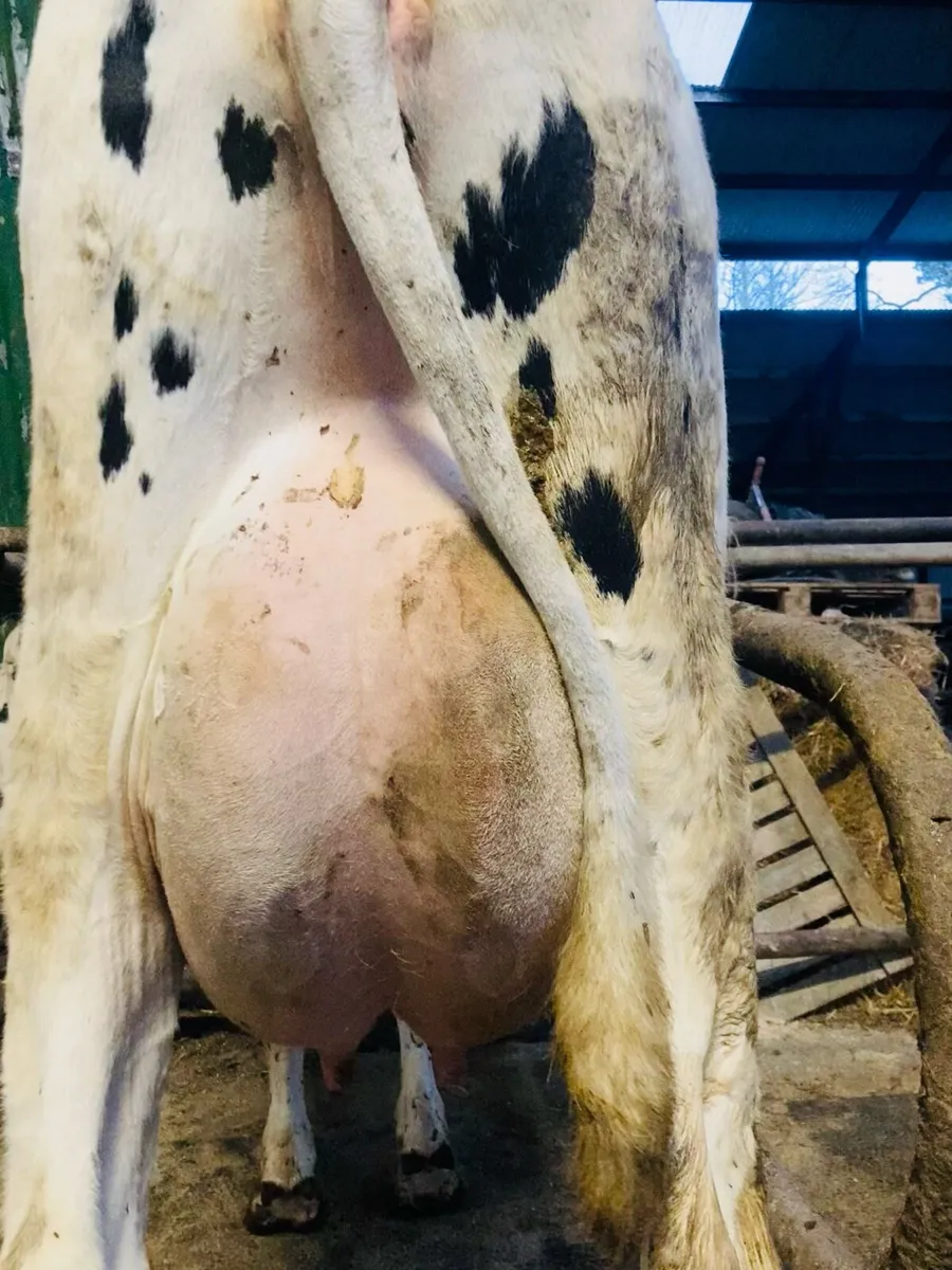 Special Entry Omagh Mart 23rd March - Image 3