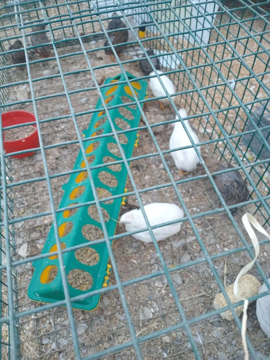 Button quail - Image 1