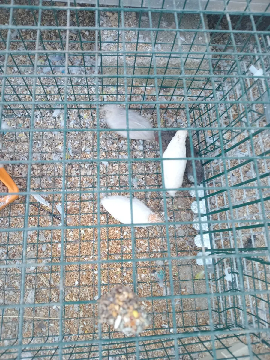 Button quail - Image 2