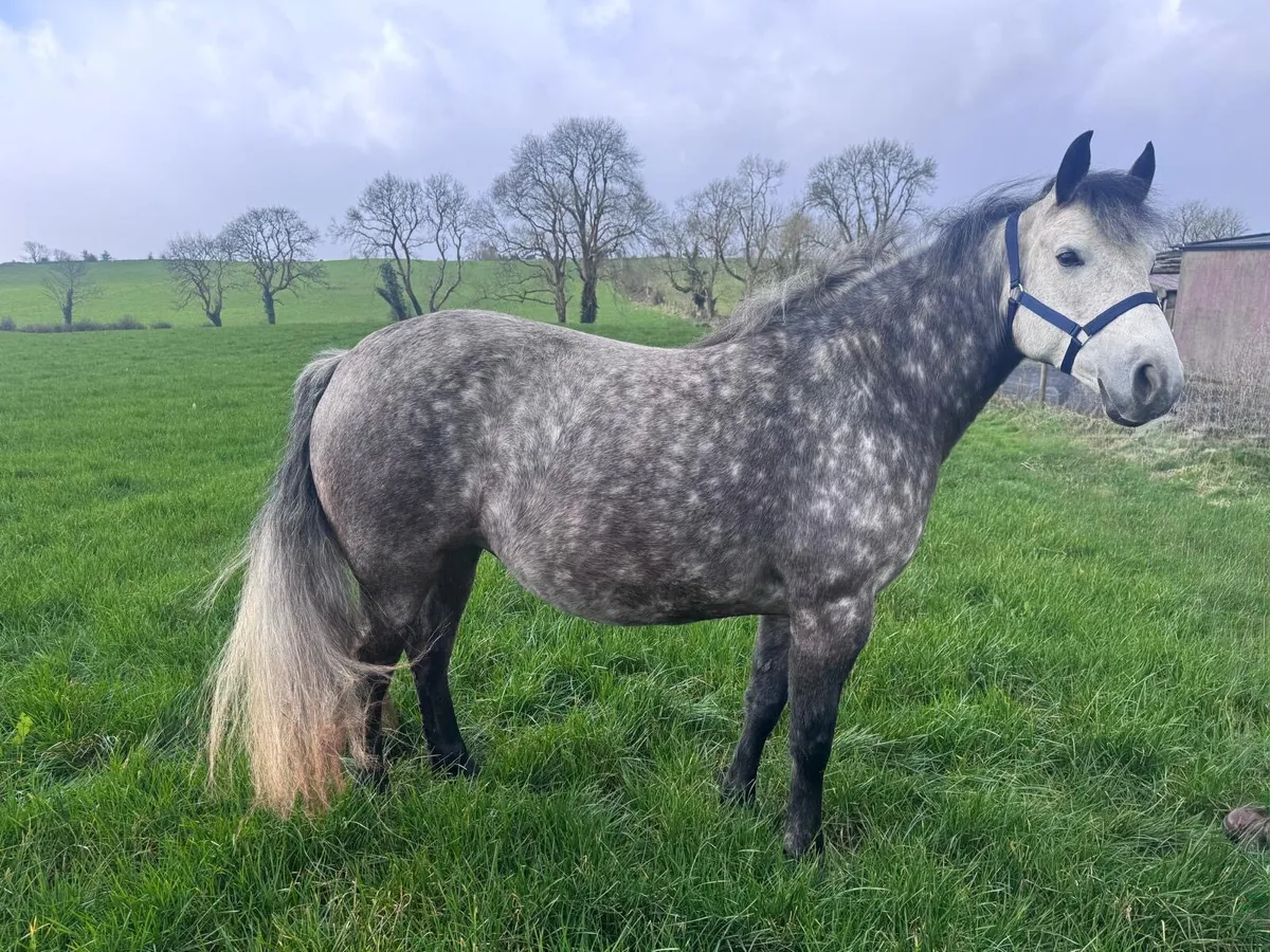 Connemara In Foal Mare - Image 1