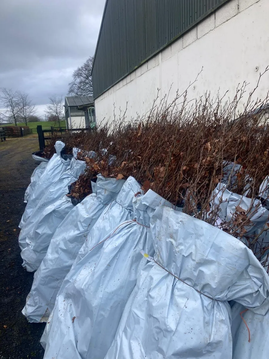 Hedging for sale - Image 1