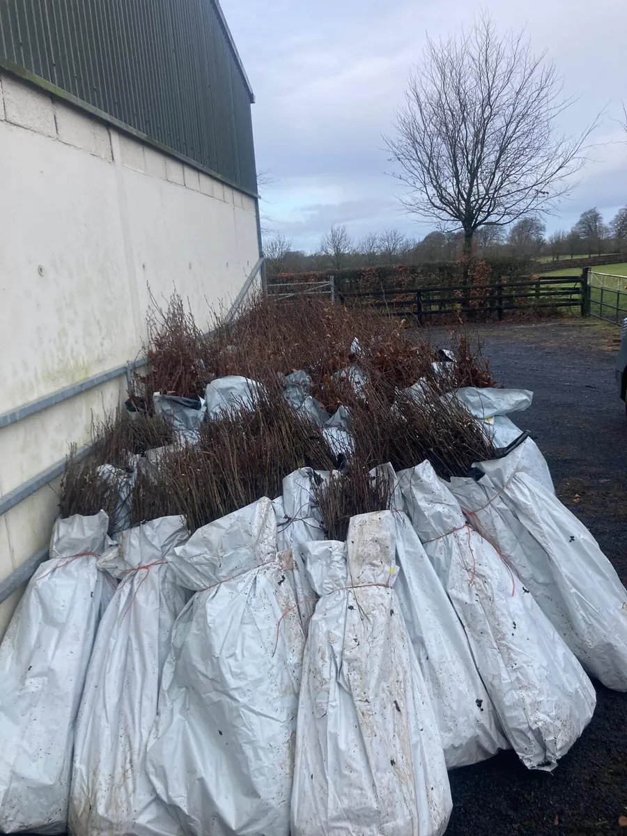 Hedging for sale - Image 2