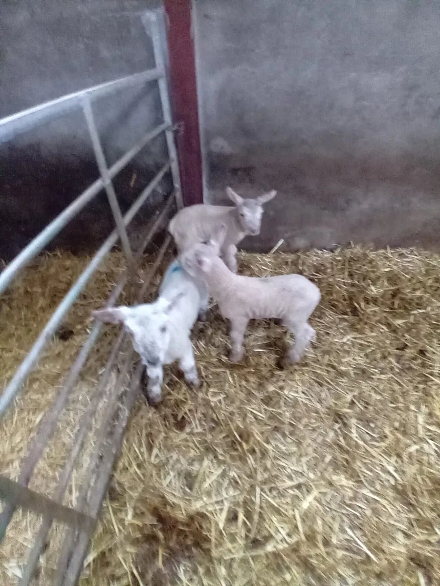 Pet lambs - Image 1
