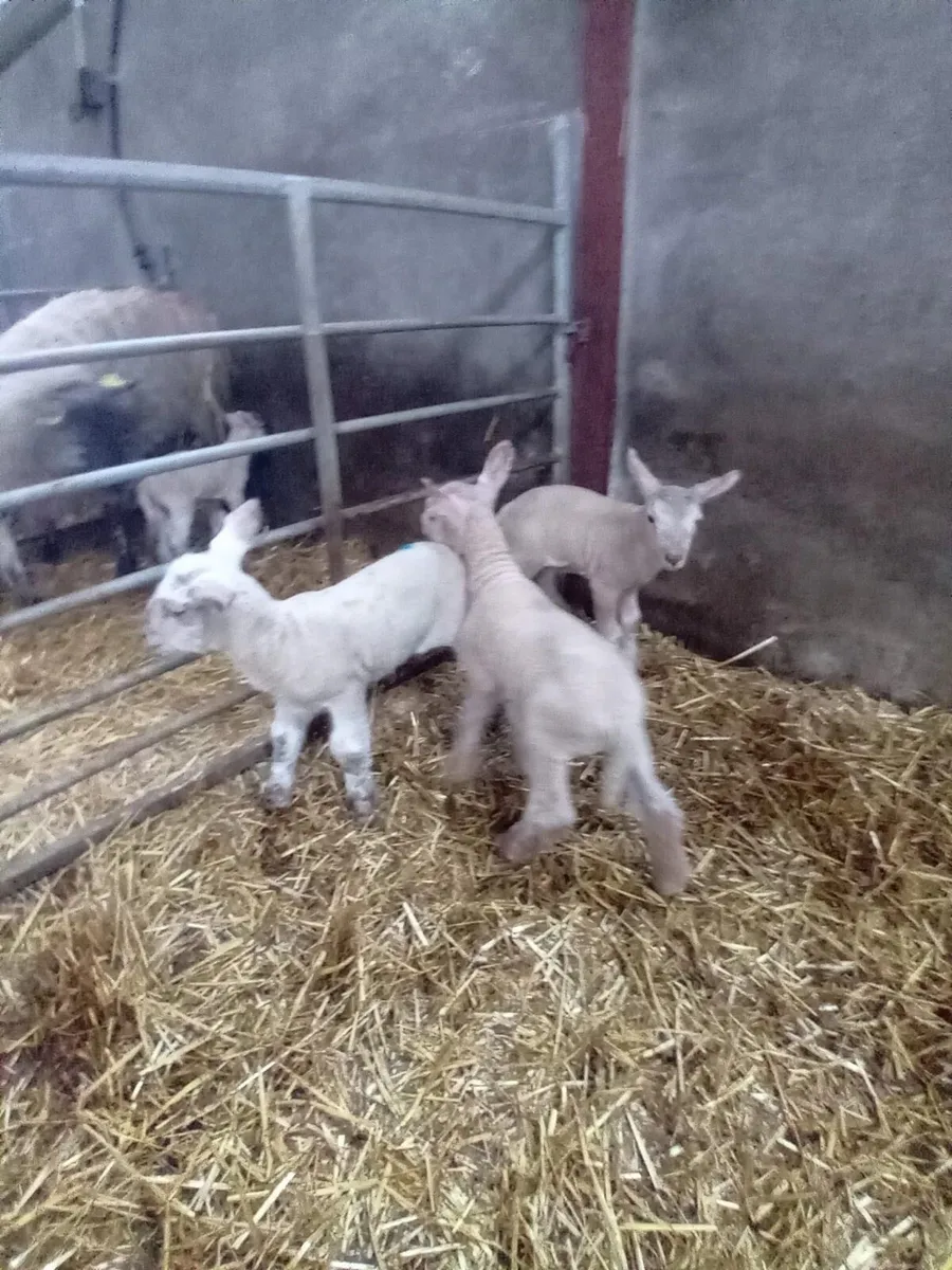 Pet lambs - Image 2