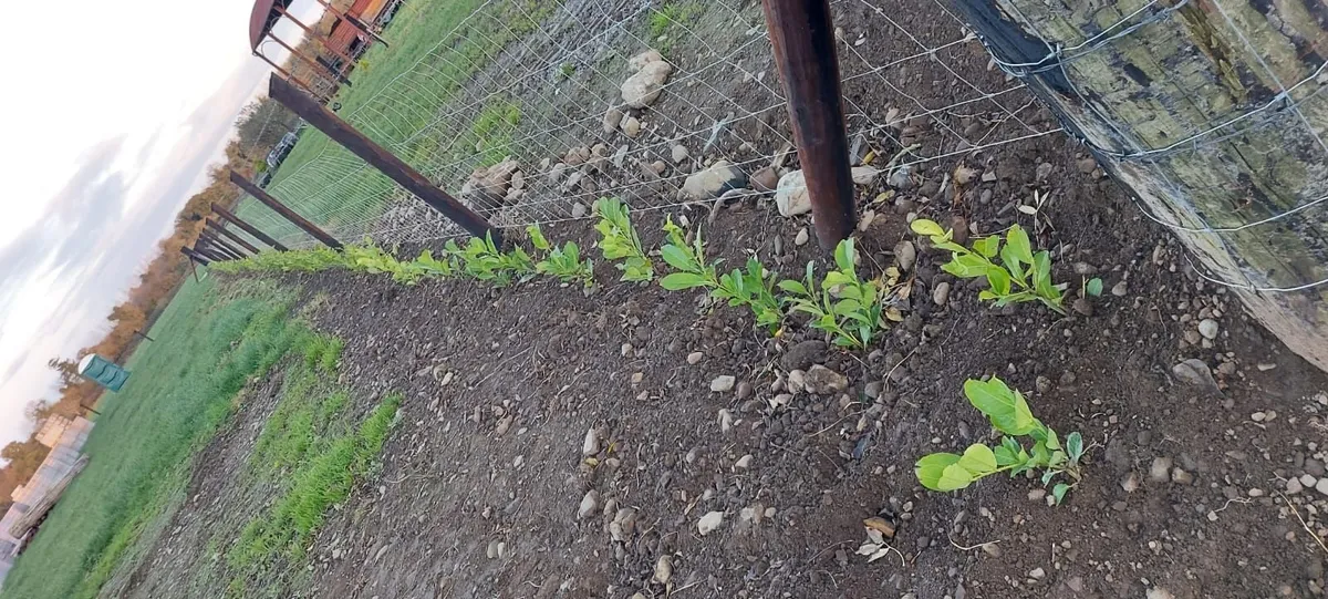 Laurel Hedging - Image 4