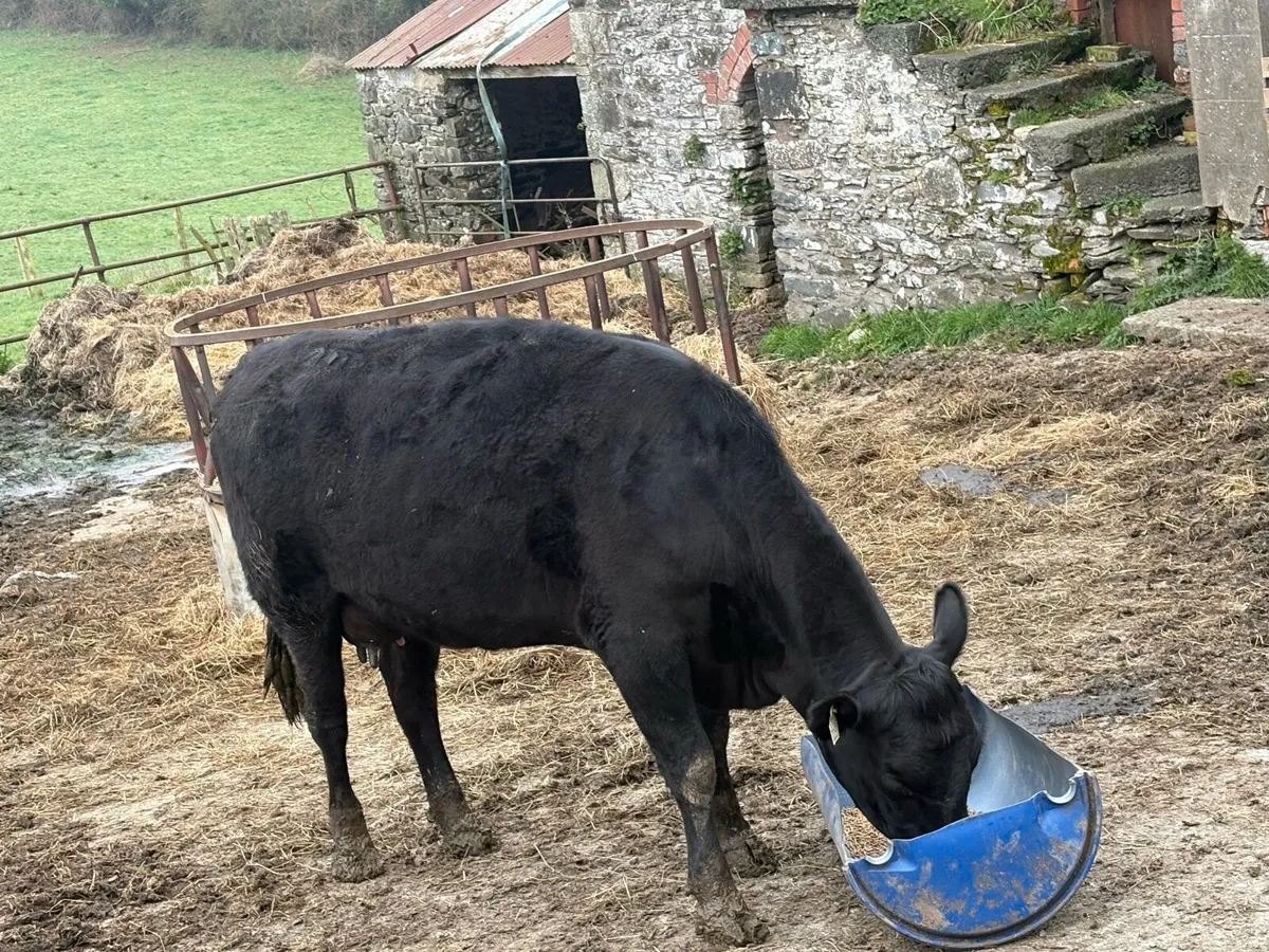 Cow @ calf - Image 2