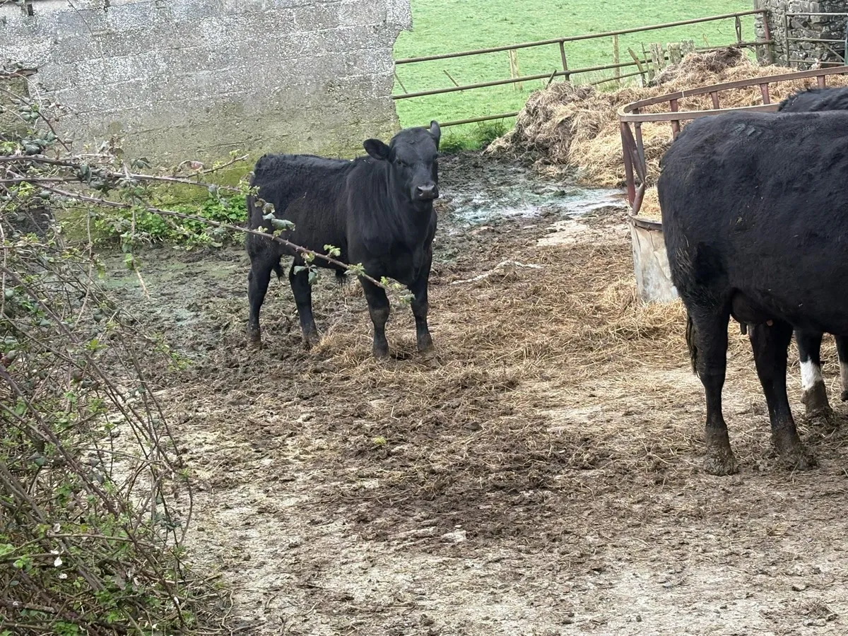 Cow @ calf - Image 3