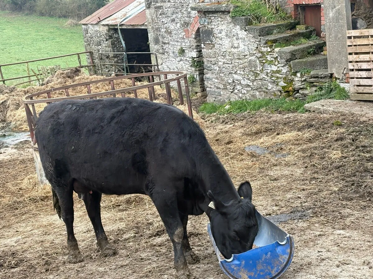 Cow @ calf - Image 1