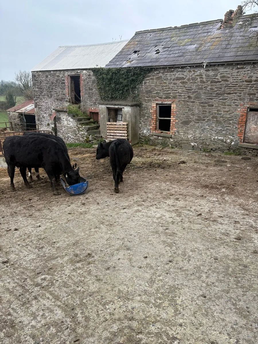 Cow @ calf - Image 4
