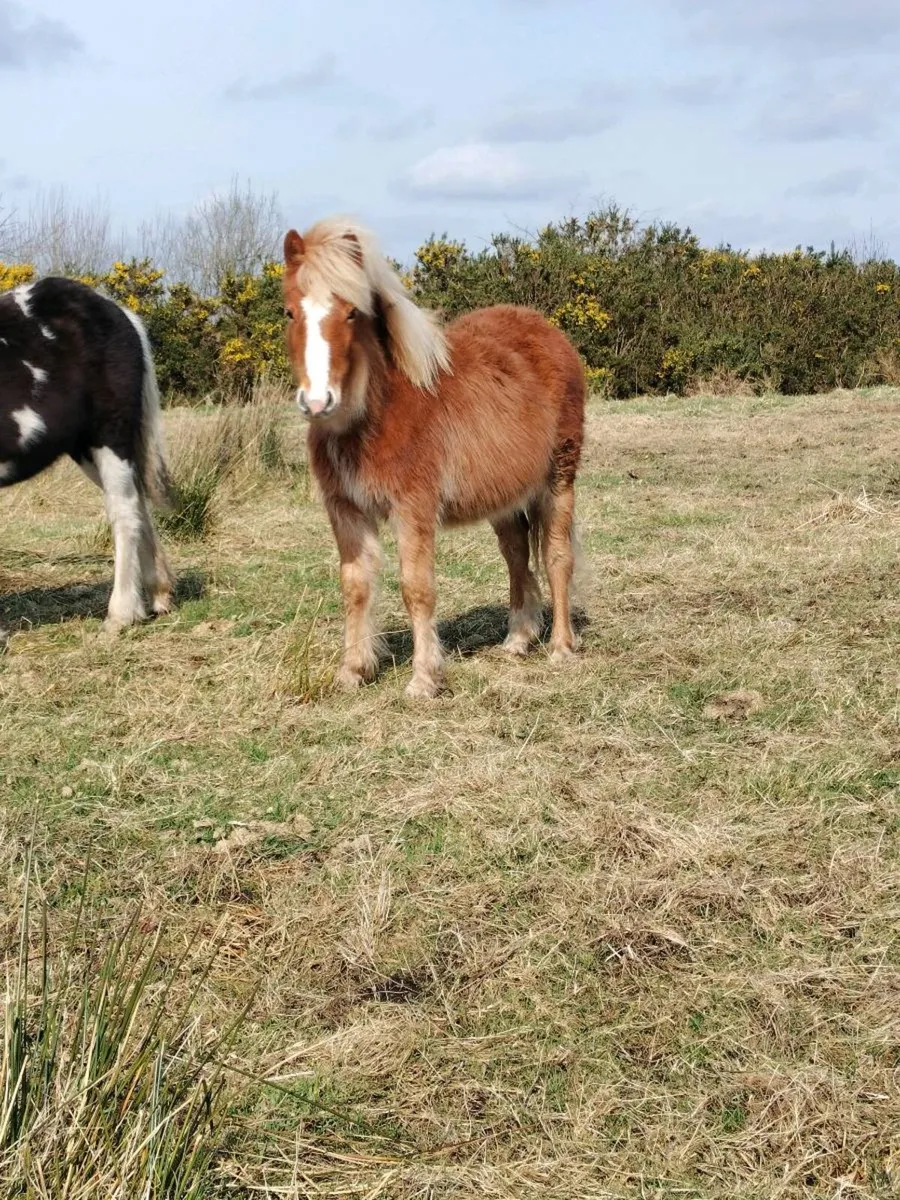 Yearling filly - Image 2