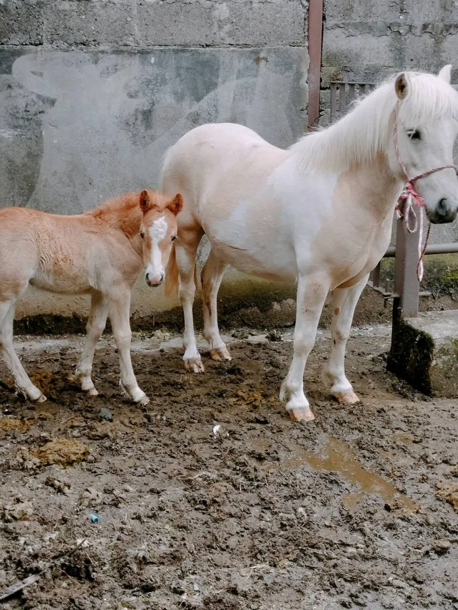 Yearling filly - Image 3