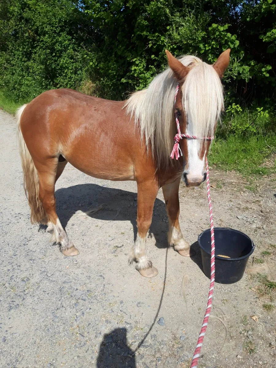 Yearling filly - Image 4
