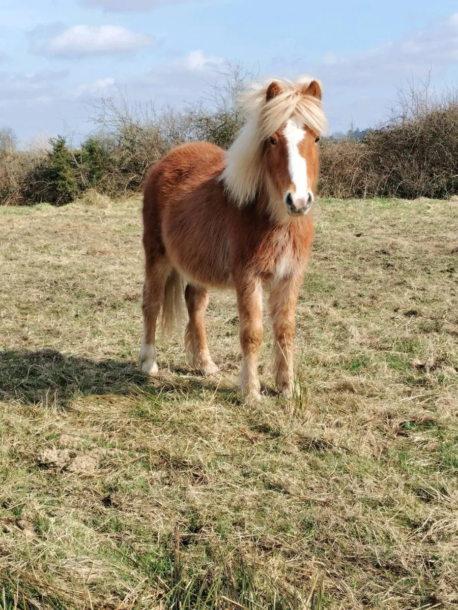 Yearling filly - Image 1