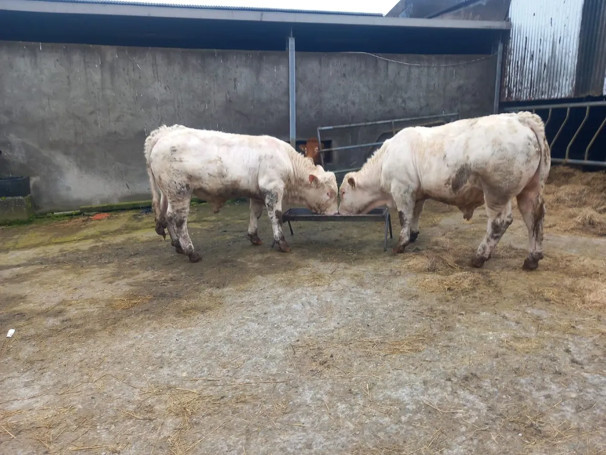 Purebred Charolais  Bulls - Image 1