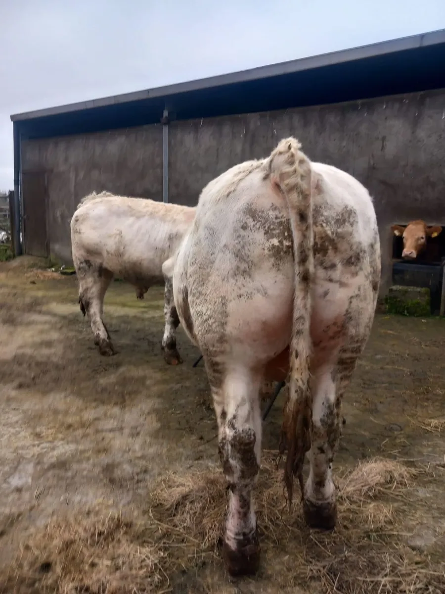 Purebred Charolais  Bulls - Image 2